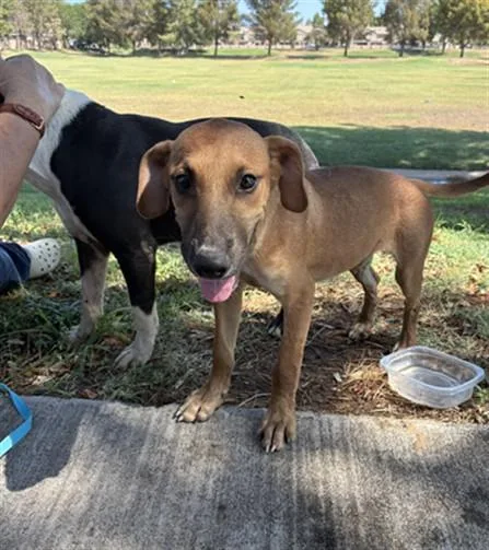 A young large-sized male American Staffordshire Terrier dog named Nelson for adoption in Mesa, AZ