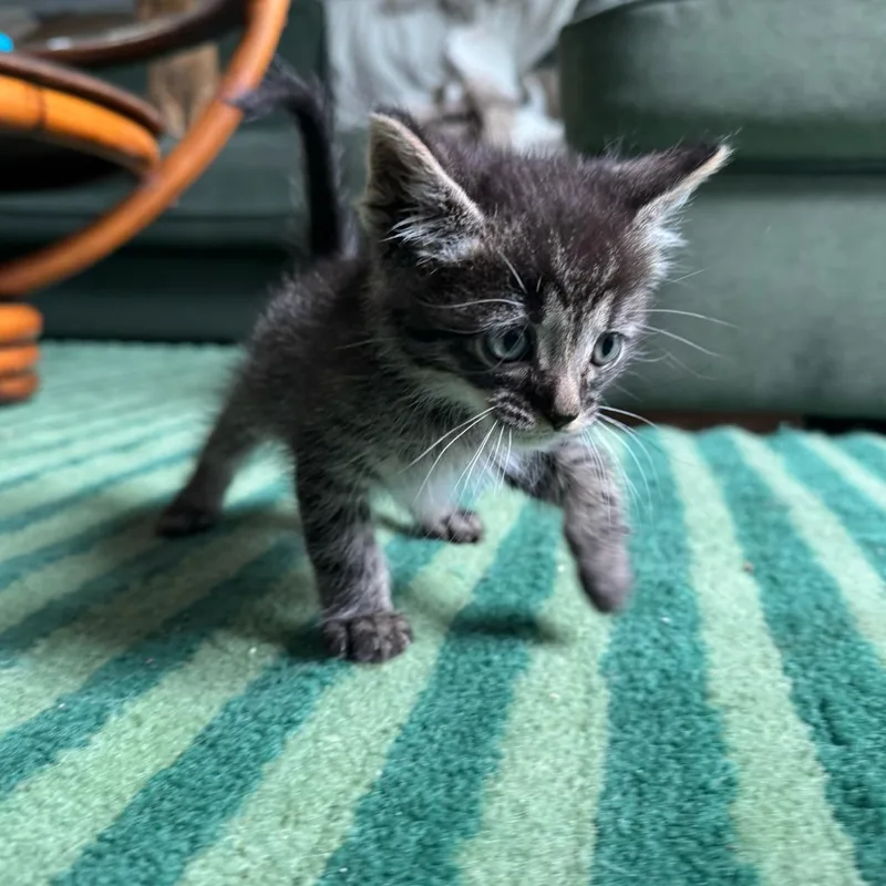 A baby small-sized male Gray / Blue / Silver Domestic Short Hair cat named Big Boots for adoption in Escondido, CA