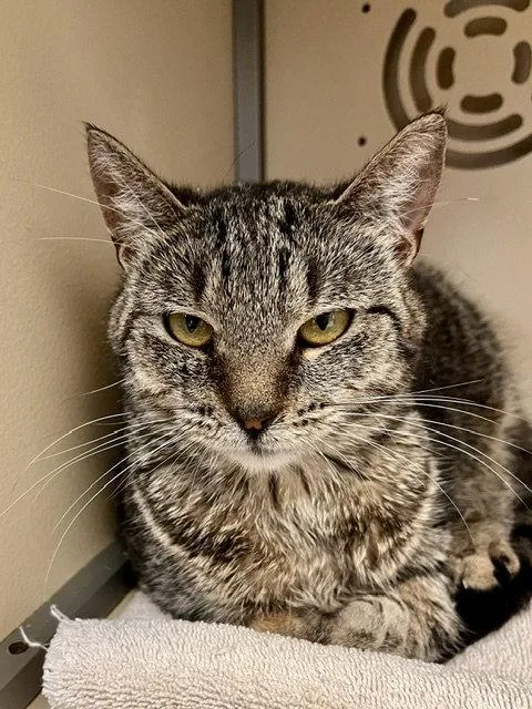 An adult small-sized female Domestic Short Hair cat named Roz for adoption in Webster, WI