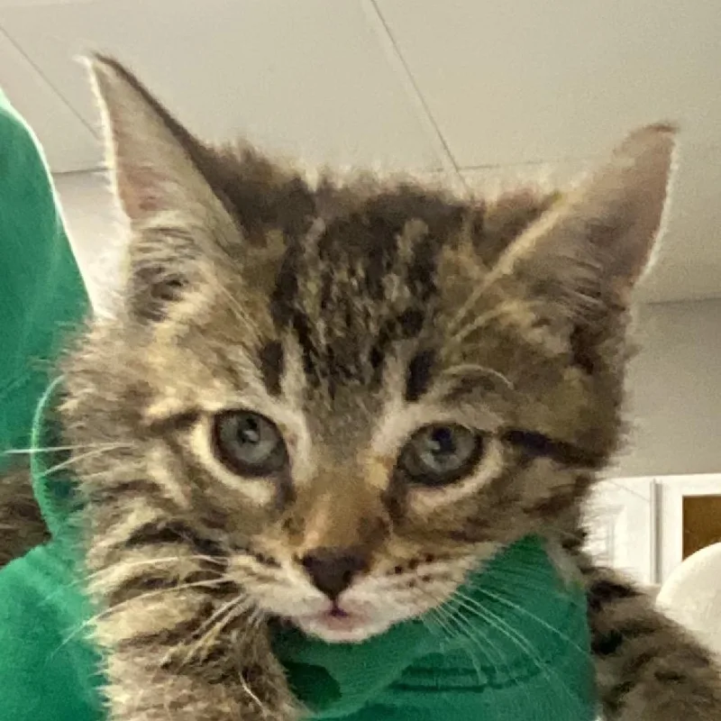 A baby small-sized female Brown / Chocolate Domestic Short Hair cat named Tiny for adoption in Greenville, SC
