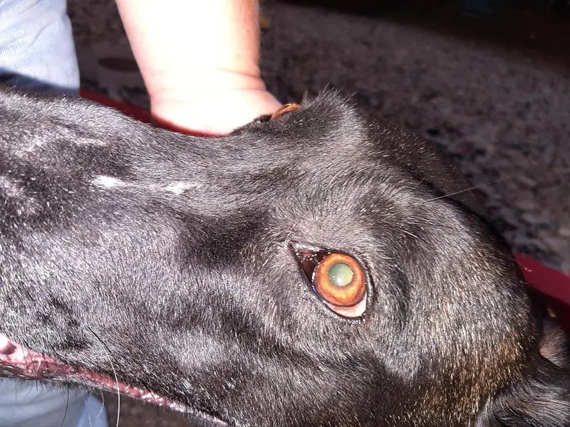 Bonnie Bell In New thumbnail 3