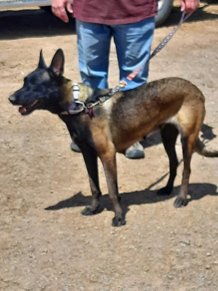 Bonnie Bell In New thumbnail 6