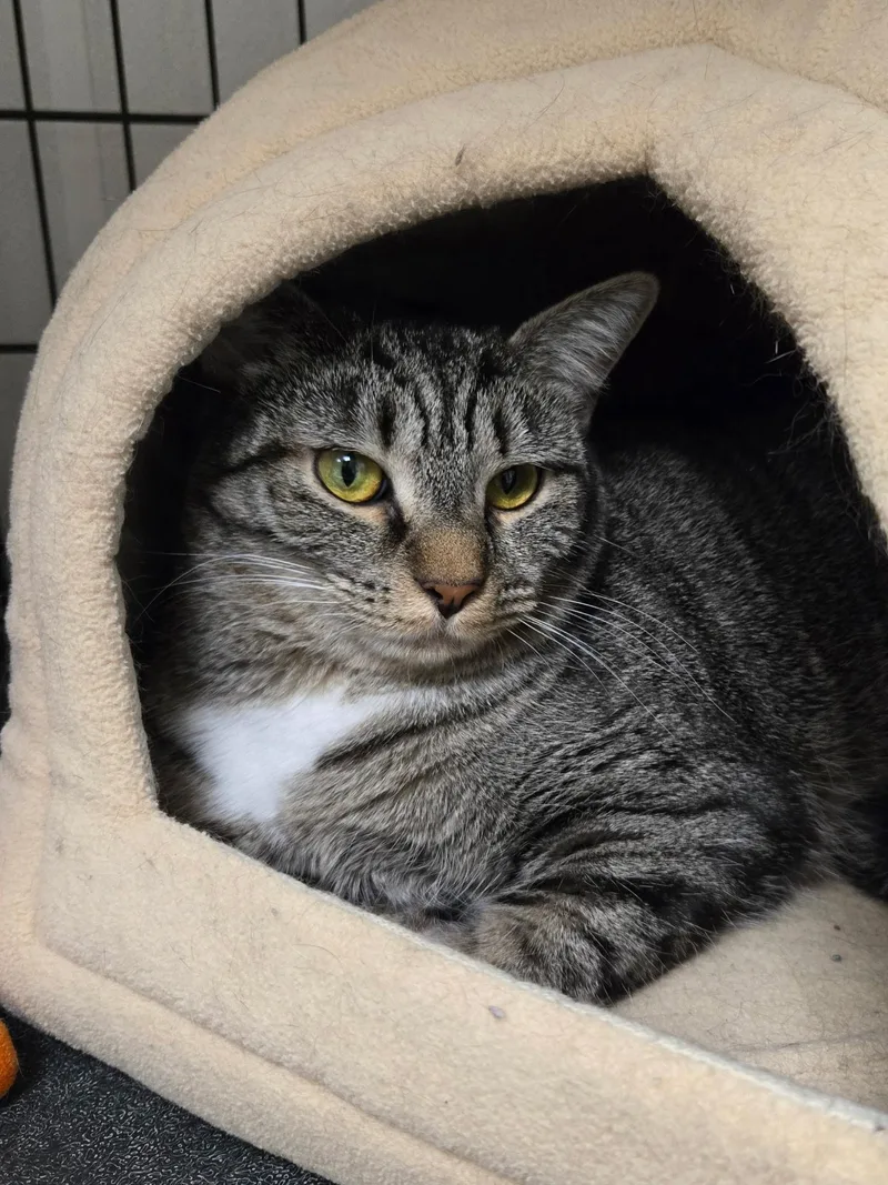 A young medium-sized female Tabby (Buff / Tan / Fawn) Domestic Short Hair cat named Riley for adoption in Cape May, NJ