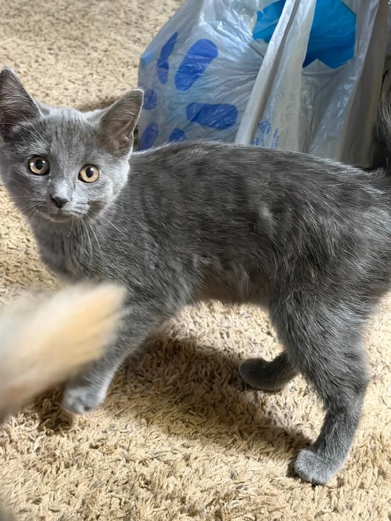 A baby medium-sized female Domestic Short Hair cat named Egg for adoption in Hartford City, IN