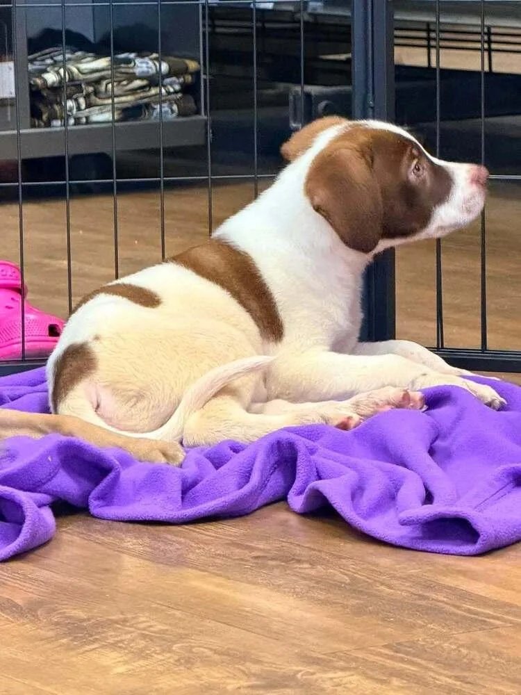 A baby large-sized male Tricolor (Brown, Black, & White) Staffordshire Bull Terrier dog named Mac for adoption in Troy, AL