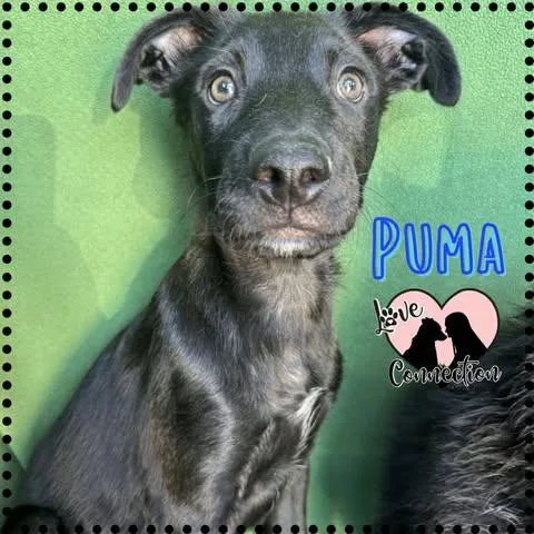Puma