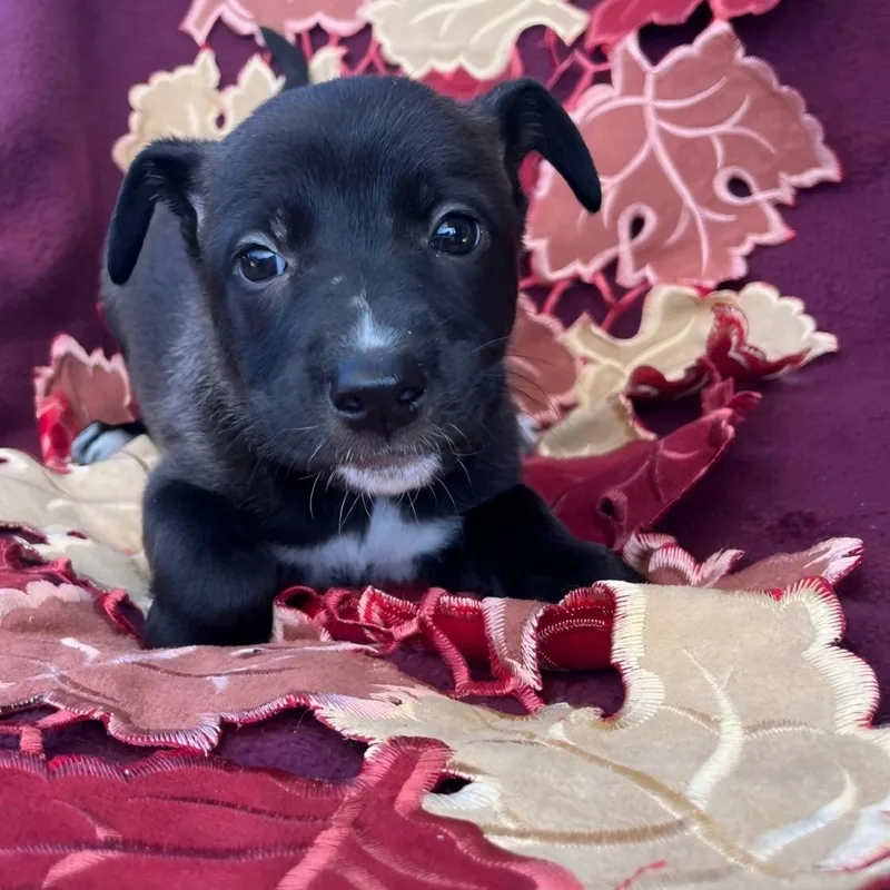 A baby medium-sized female Black Mountain Cur dog named Ginger for adoption in Cartersville, GA