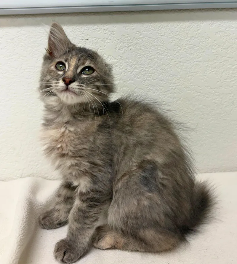 A baby medium-sized female Tabby (Gray / Blue / Silver) Domestic Short Hair cat named Vannie Van Gogh for adoption in Pasco, WA