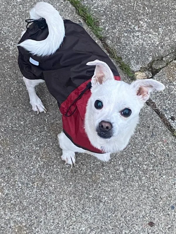 An adult small-sized female White / Cream Chihuahua dog named Poncho for adoption in Concord, CA
