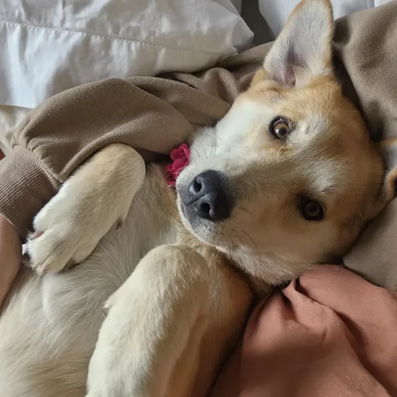 A young medium-sized female Apricot / Beige German Shepherd Dog dog named Dumpling D for adoption in Princeton, MN