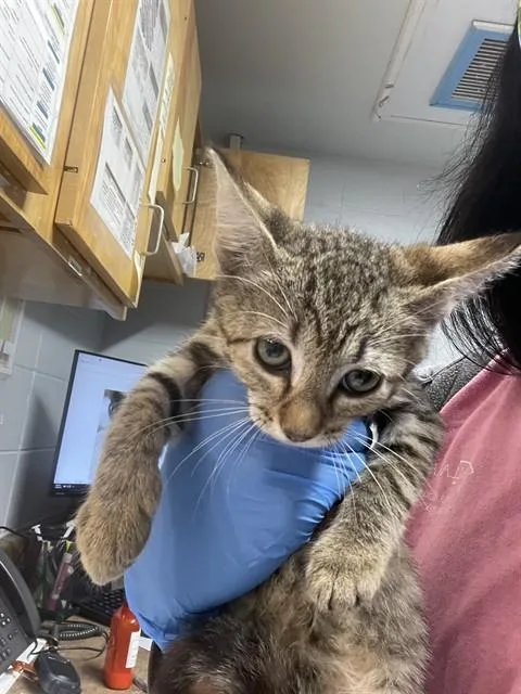 A baby small-sized female Domestic Short Hair cat named Toffee for adoption in Tallahassee, FL