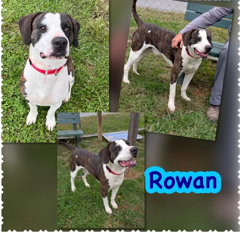 A young large-sized male Pit Bull Terrier dog named Rowan for adoption in Blountville, TN