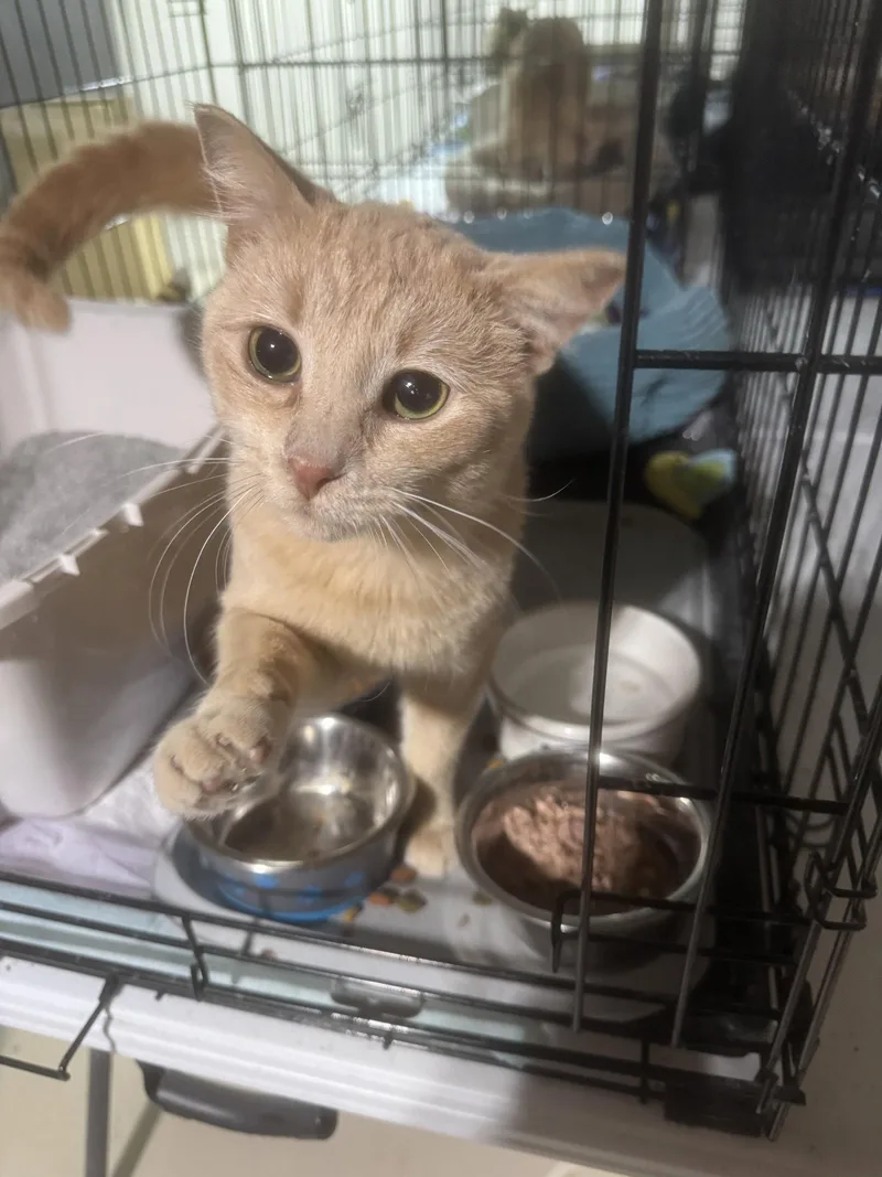 A young medium-sized male Orange / Red Domestic Short Hair cat named Kip for adoption in Walled Lake, MI