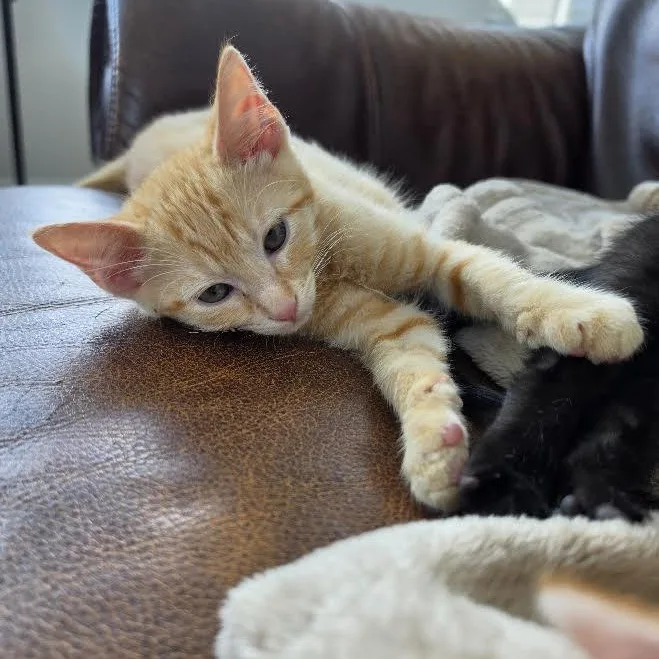 A baby small-sized male Tabby (Orange / Red) Domestic Short Hair cat named Pringle Block for adoption in Morrison, CO