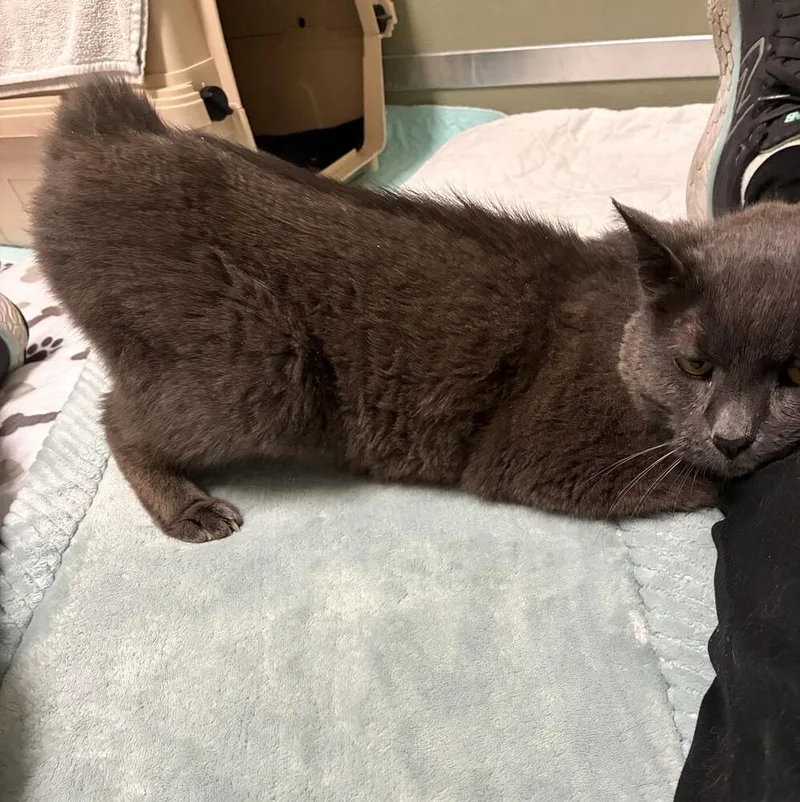 An adult medium-sized female Gray / Blue / Silver Domestic Short Hair cat named Persephone for adoption in Elmsford, NY