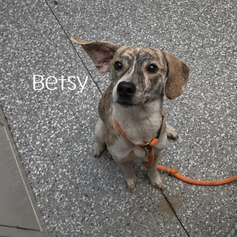 Betsy thumbnail 2