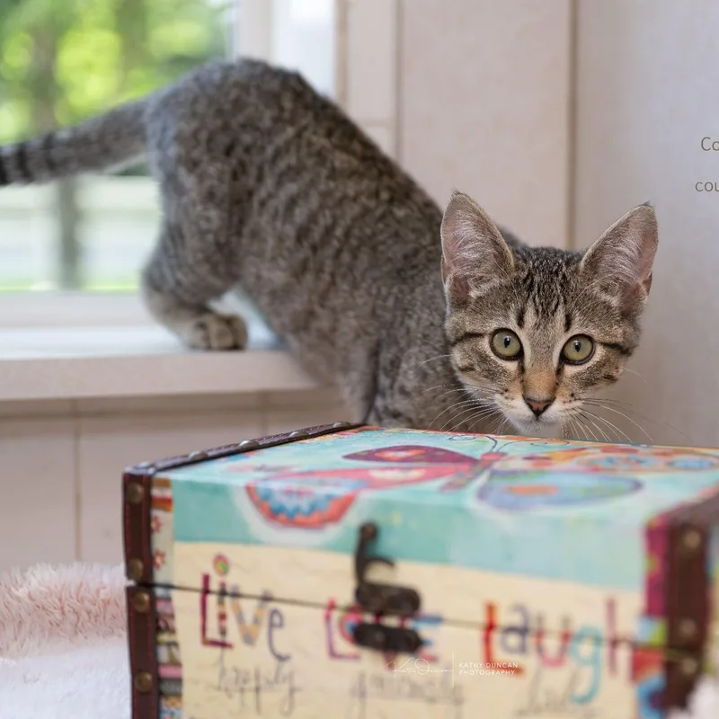 A baby medium-sized female Tabby (Brown / Chocolate) Domestic Short Hair cat named Shelly for adoption in Manchester, MO