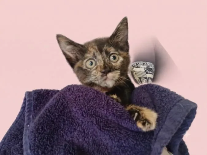 A baby small-sized female Domestic Short Hair cat named Chicken for adoption in Chatsworth, CA