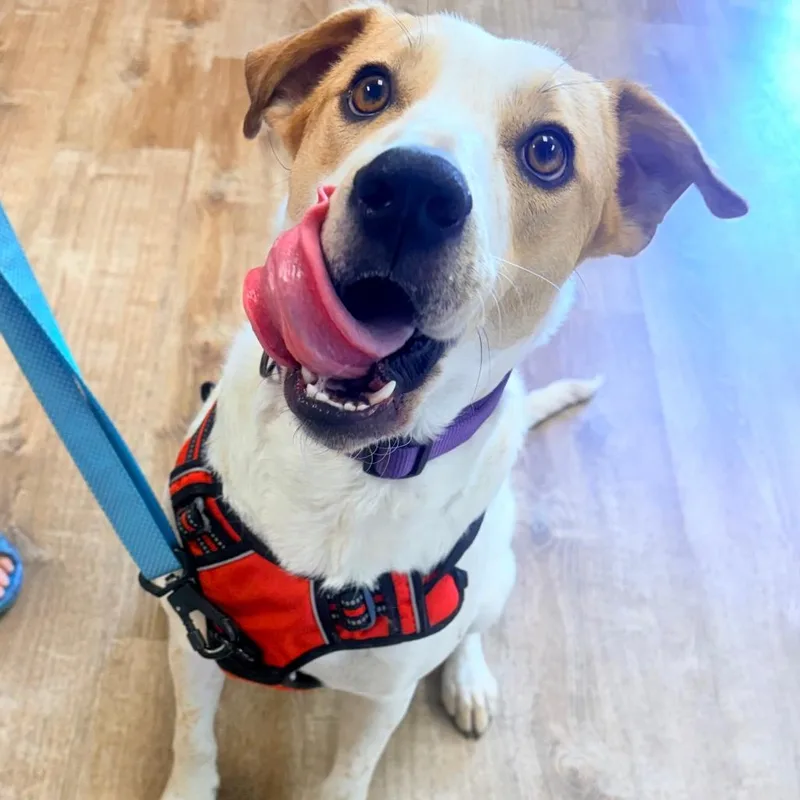 An adult large-sized female Labrador Retriever dog named Mama Sugar for adoption in Parker, CO