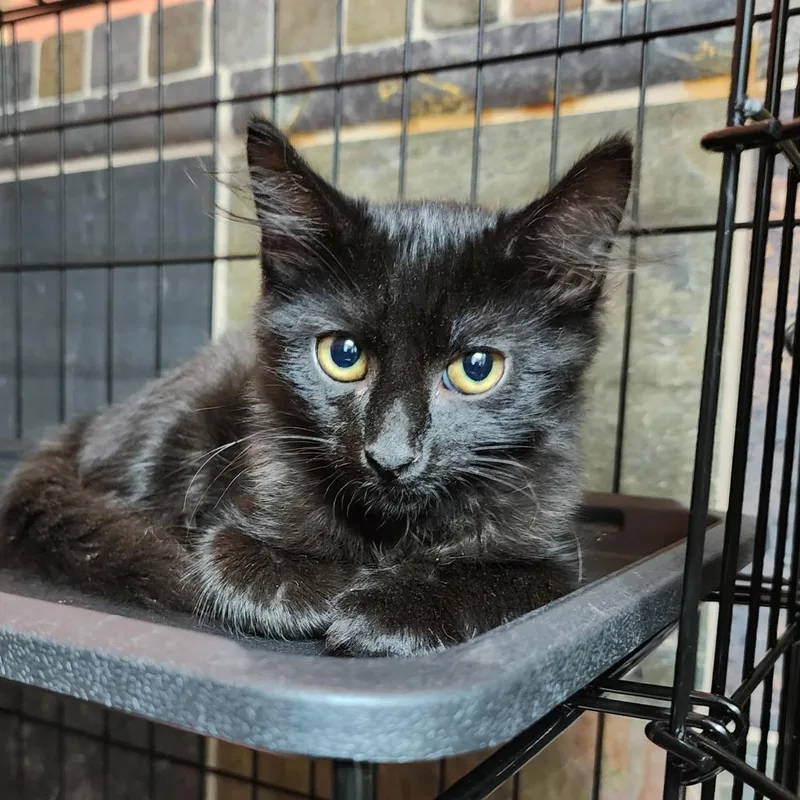 A baby small-sized male Black Domestic Long Hair cat named Fluffernuttle for adoption in Columbus, NC