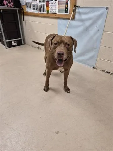 An adult large-sized male Labrador Retriever dog named Choccy Milk for adoption in Dayton, OH