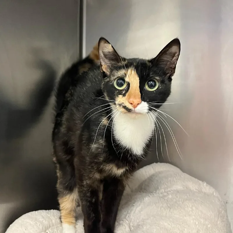 A young medium-sized female Tortoiseshell Domestic Short Hair cat named Aunt Tiffany for adoption in Houston, TX