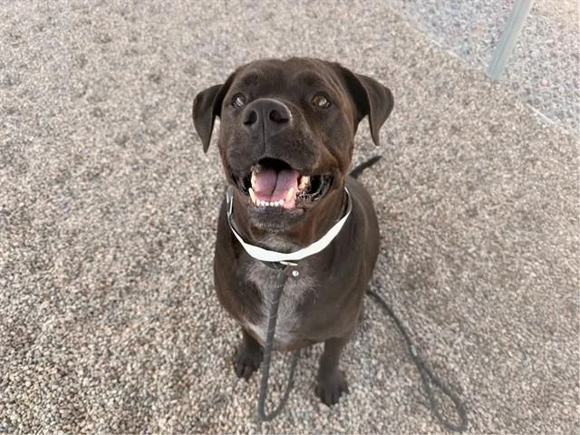 An adult large-sized male Labrador Retriever dog named Wallen for adoption in Mesa, AZ