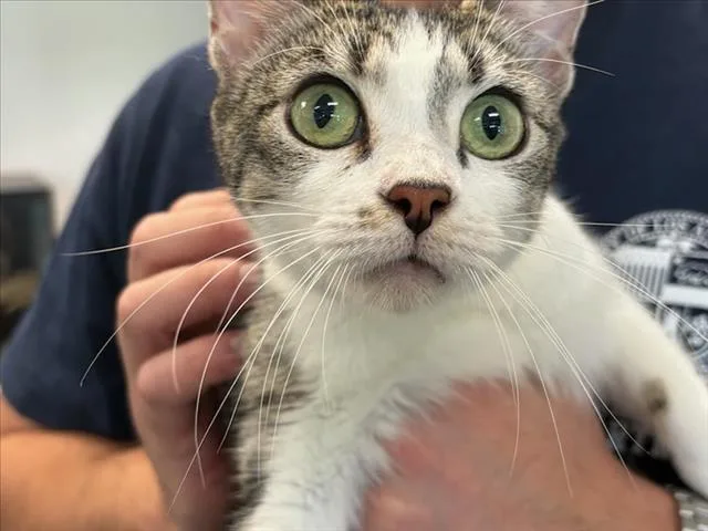 A young medium-sized female Domestic Short Hair cat named Missy Blue for adoption in Chatsworth, CA