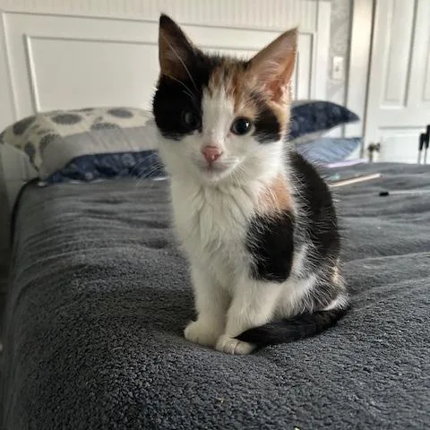 A young medium-sized female Calico Domestic Short Hair cat named Nettle for adoption in Evanston, IL