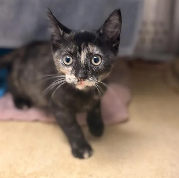 A baby small-sized female Domestic Short Hair cat named Frida for adoption in Oakland, CA