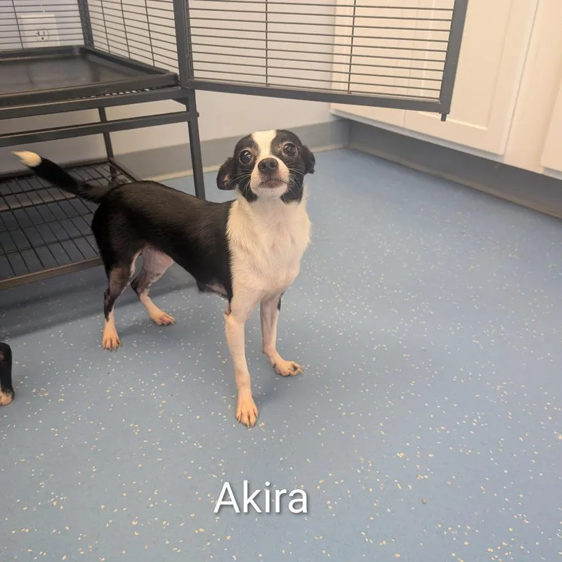 A young small-sized male Black Chihuahua dog named Akira for adoption in Watertown, NY