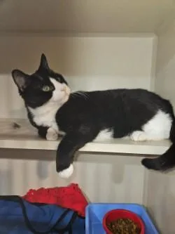 William Wallace thumbnail 3