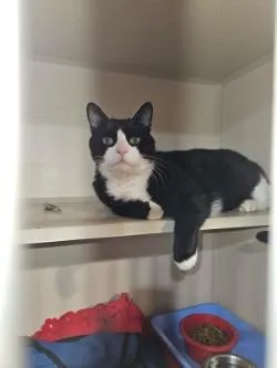 William Wallace thumbnail 4