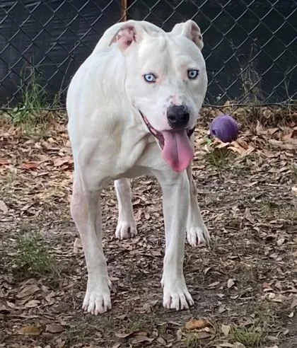An adult large-sized male Terrier dog named Lazy Smurf for adoption in Conway, SC