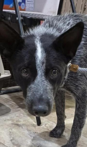 A young medium-sized female White / Cream Australian Cattle Dog / Blue Heeler dog named Shilo for adoption in Boulder, CO