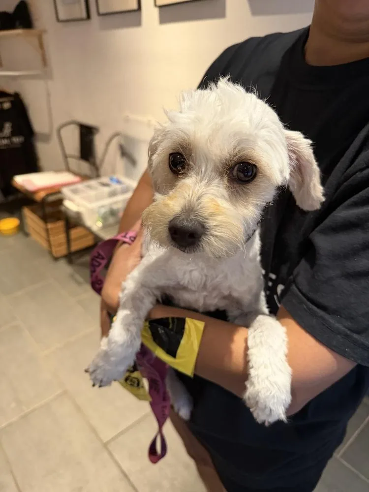 A young small-sized female White / Cream Poodle dog named Elvy for adoption in Manhattan, NY