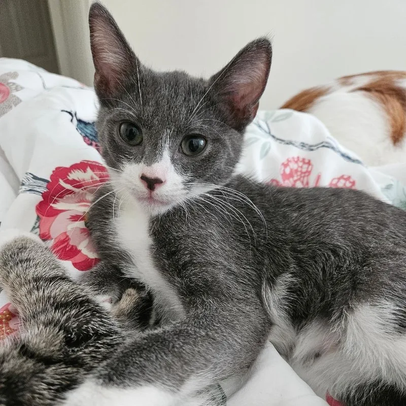 A baby medium-sized male Domestic Short Hair cat named Moose for adoption in Cumming, GA