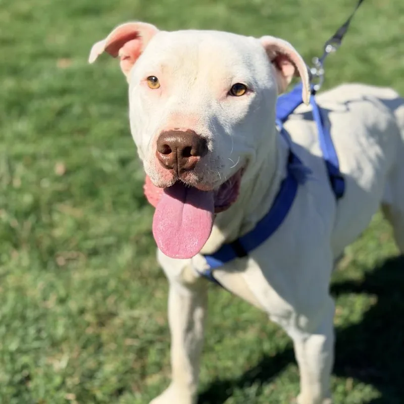 An adult medium-sized male White / Cream Mixed Breed dog named Macklemore for adoption in Huntington, WV