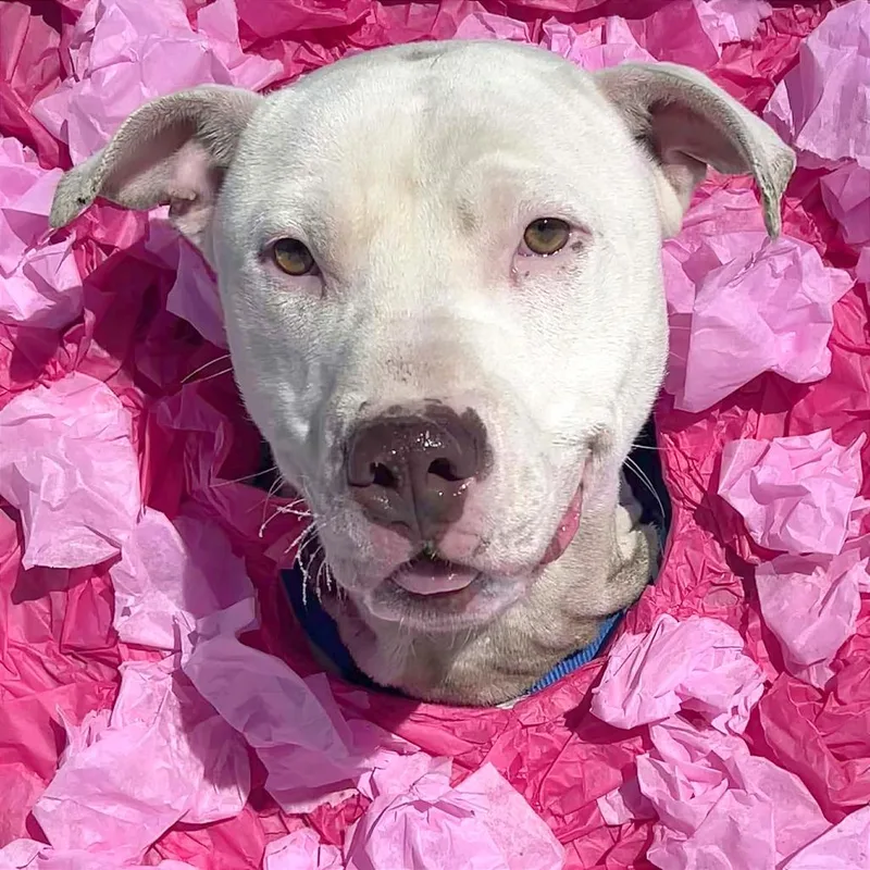 Macklemore thumbnail 3