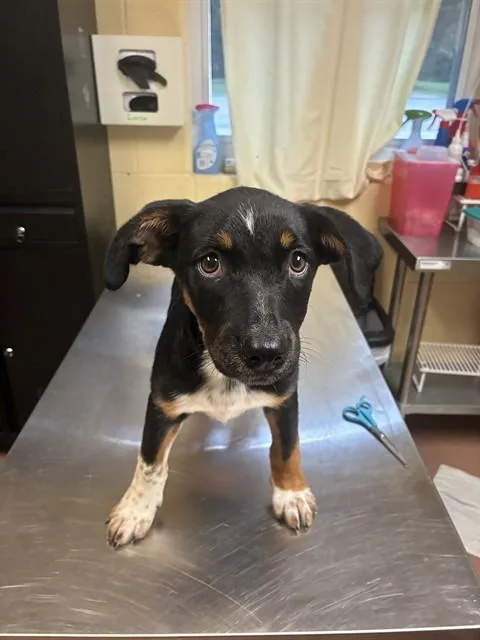 A baby medium-sized female Treeing Walker Coonhound dog named Scarlett for adoption in Cookeville, TN
