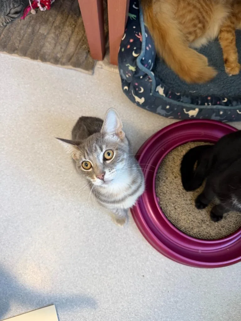 A baby medium-sized male Domestic Short Hair cat named Stitch for adoption in North Royalton, OH