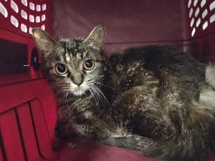 An adult medium-sized female Domestic Short Hair cat named Amethyst for adoption in Westland, MI