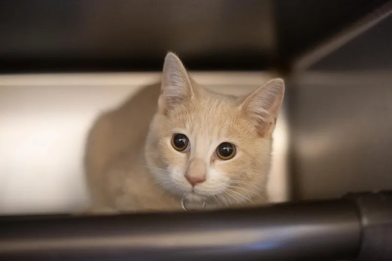 A baby small-sized male Domestic Short Hair cat named Scottie for adoption in Mountain Home, AR
