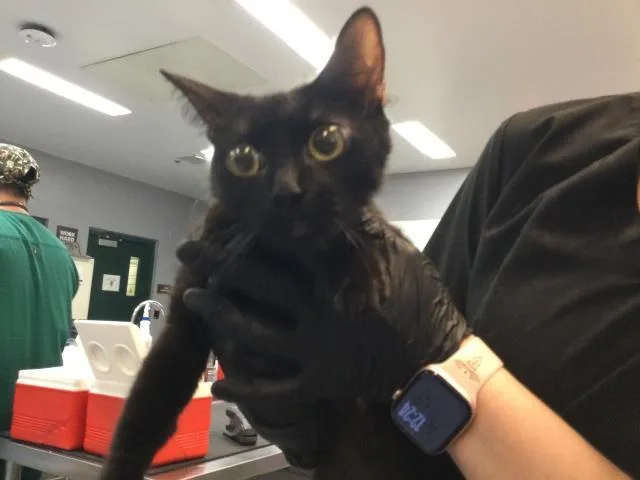 A young small-sized female Domestic Short Hair cat named Liz for adoption in Thousand Palms, CA