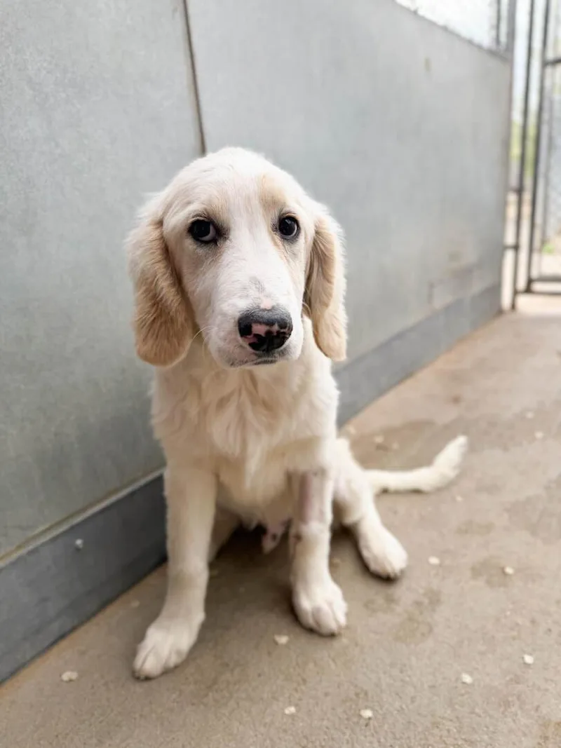 A baby medium-sized male Bernese Mountain Dog dog named Baron for adoption in Windsor, CO