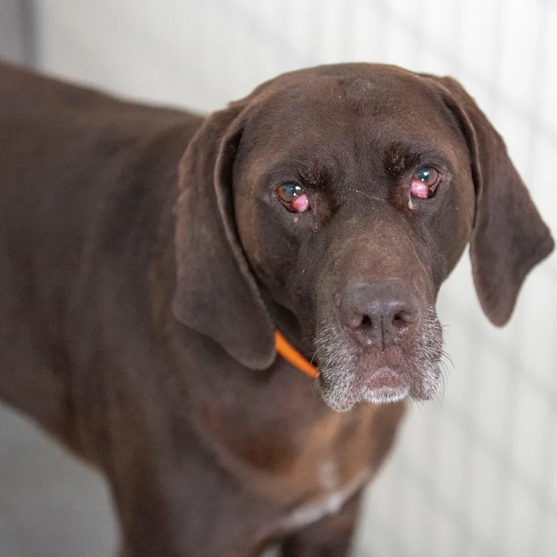 A senior medium-sized male Brown / Chocolate German Shorthaired Pointer dog named Dominic for adoption in Peyton, CO