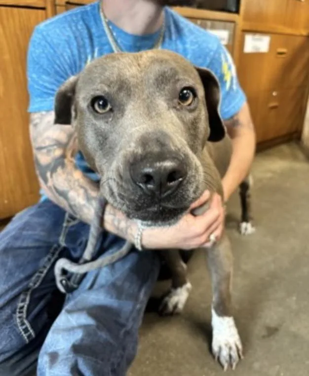An adult medium-sized female Gray / Blue / Silver Mixed Breed dog named Teeny for adoption in Terre Haute, IN