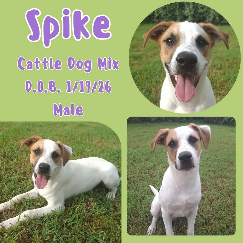 A baby medium-sized male Tricolor (Brown, Black, & White) Australian Cattle Dog / Blue Heeler dog named Spike for adoption in Caldwell, TX