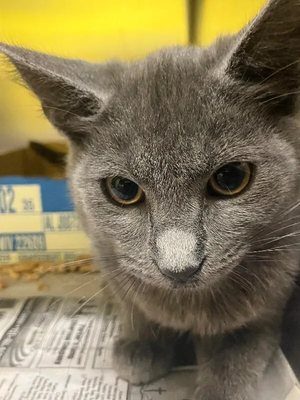 A young medium-sized female Gray / Blue / Silver Domestic Short Hair cat named Maomao for adoption in Jackson, TN
