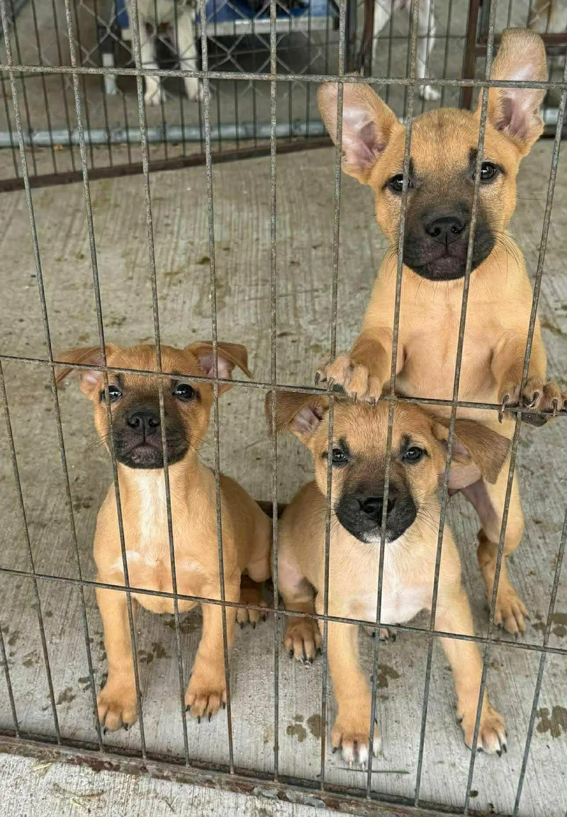 A baby medium-sized female Brown / Chocolate Black Mouth Cur dog named Gina for adoption in Boerne, TX